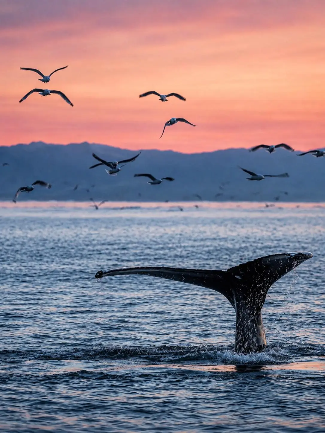 Humpback whale, Banderas Bay