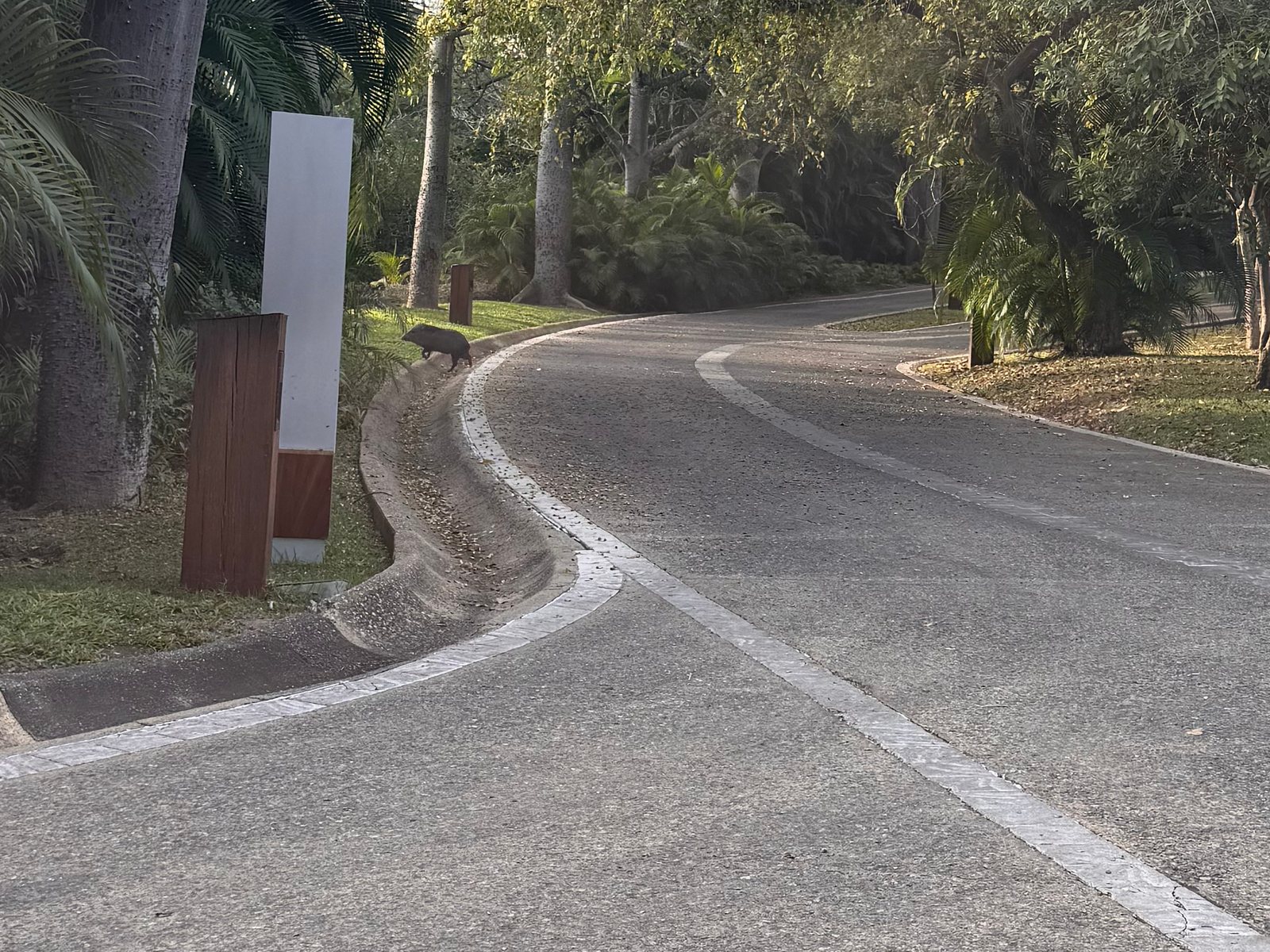 A wild pig crossing a tree-lined road inside the gates of Punta Mita